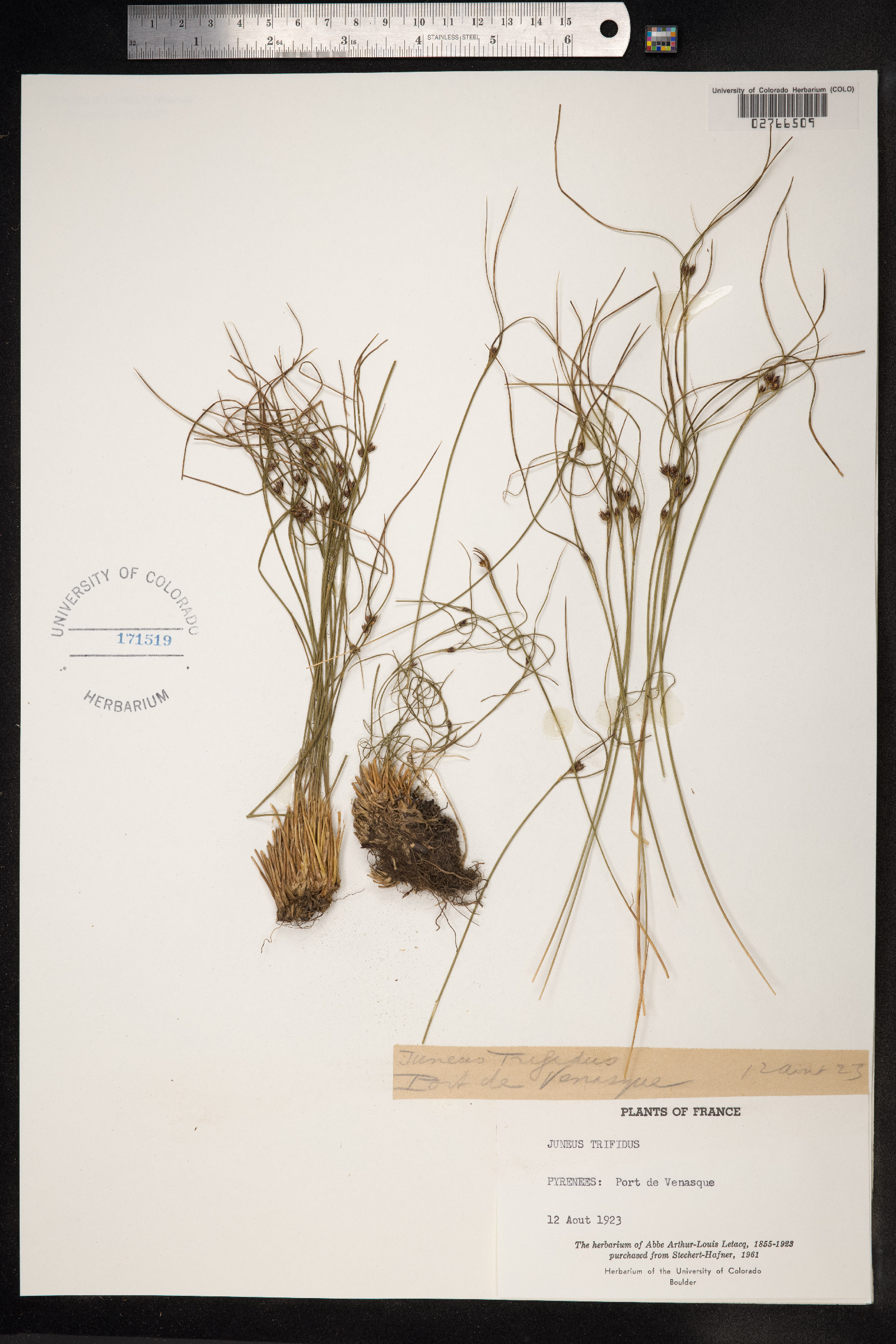 Juncus trifidus image