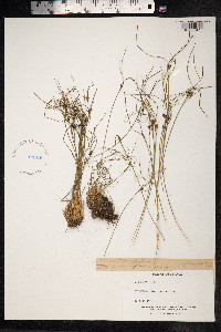 Juncus trifidus image