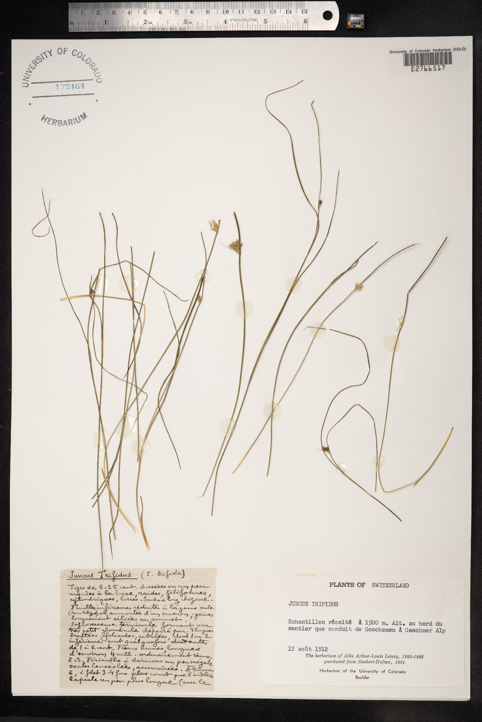 Juncus trifidus image