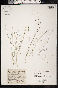 Juncus trifidus image
