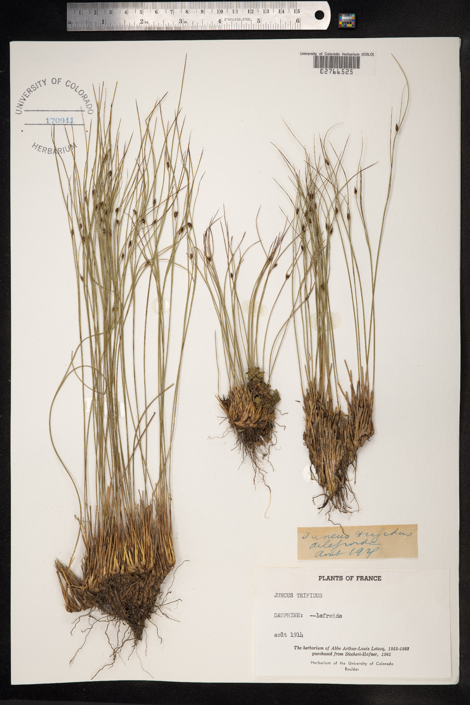 Juncus trifidus image