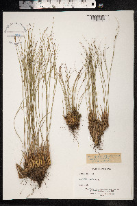 Juncus trifidus image