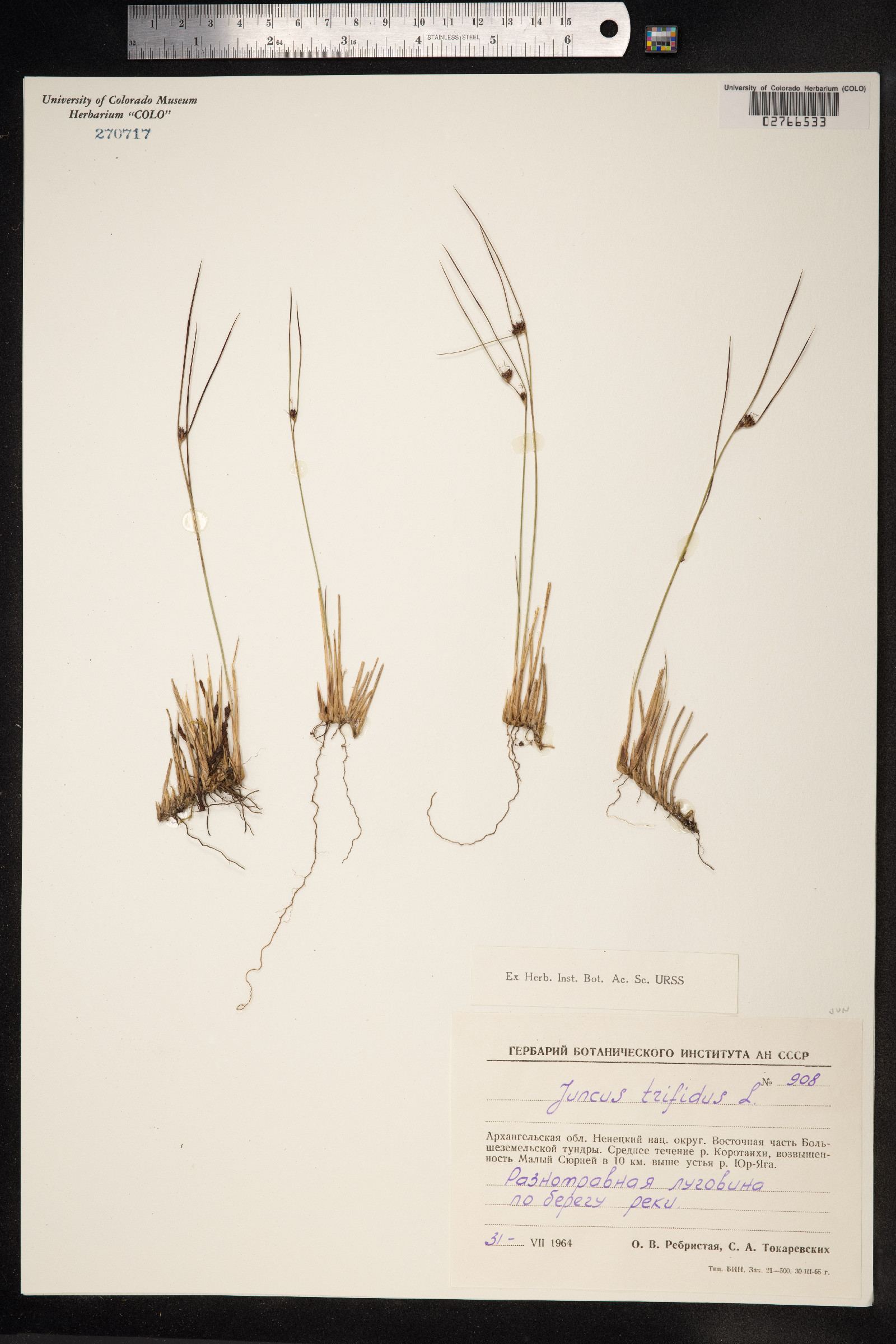 Juncus trifidus image