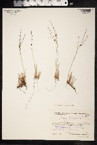 Juncus trifidus image
