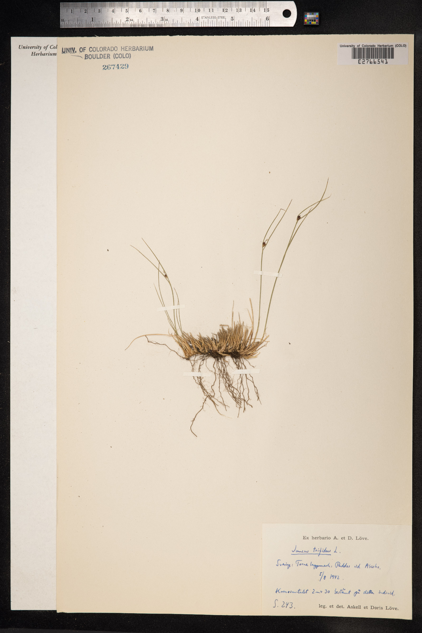 Juncus trifidus image