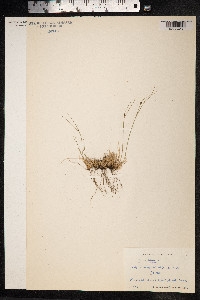 Juncus trifidus image