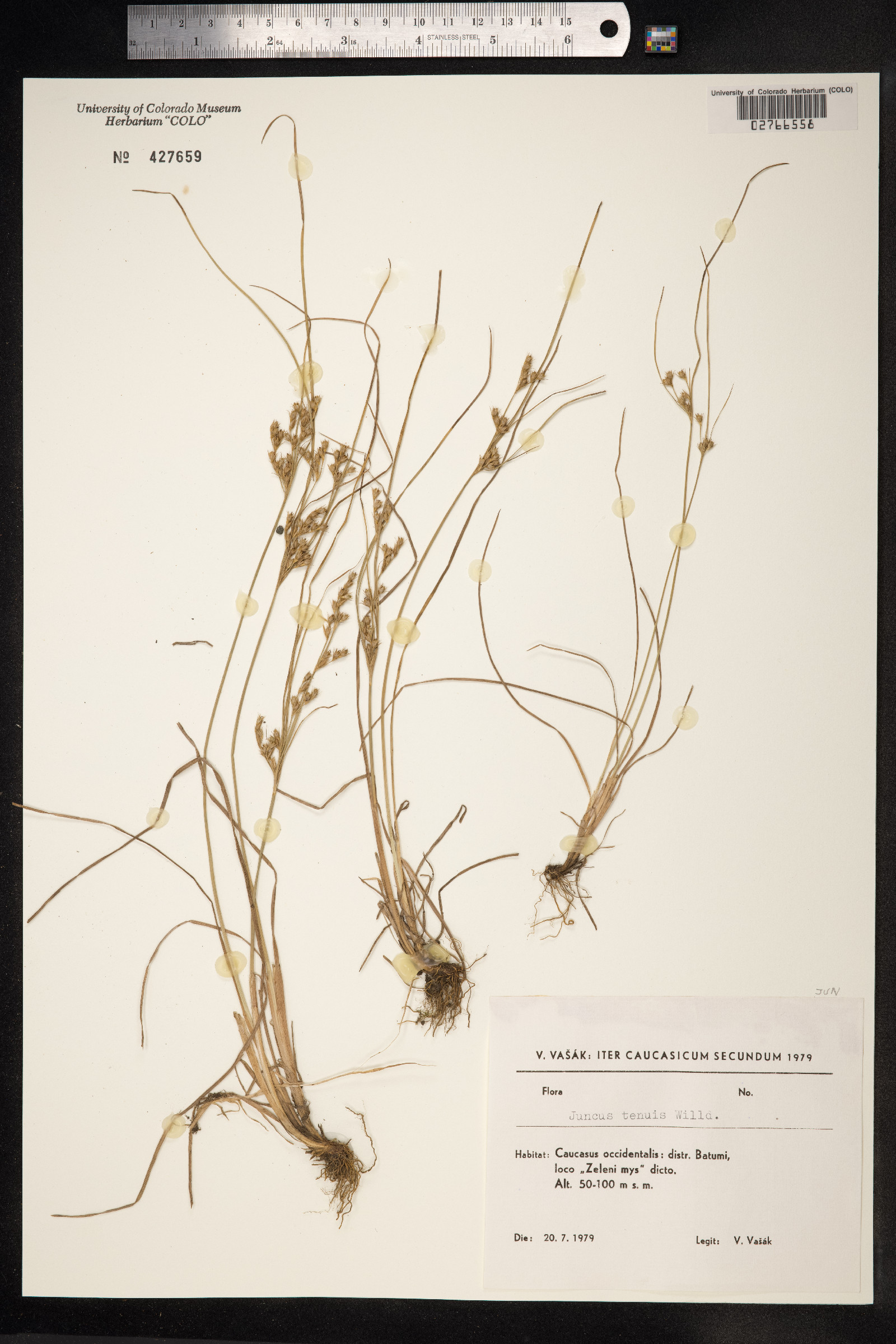 Juncus tenuis image