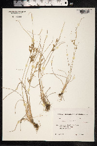 Juncus tenuis image