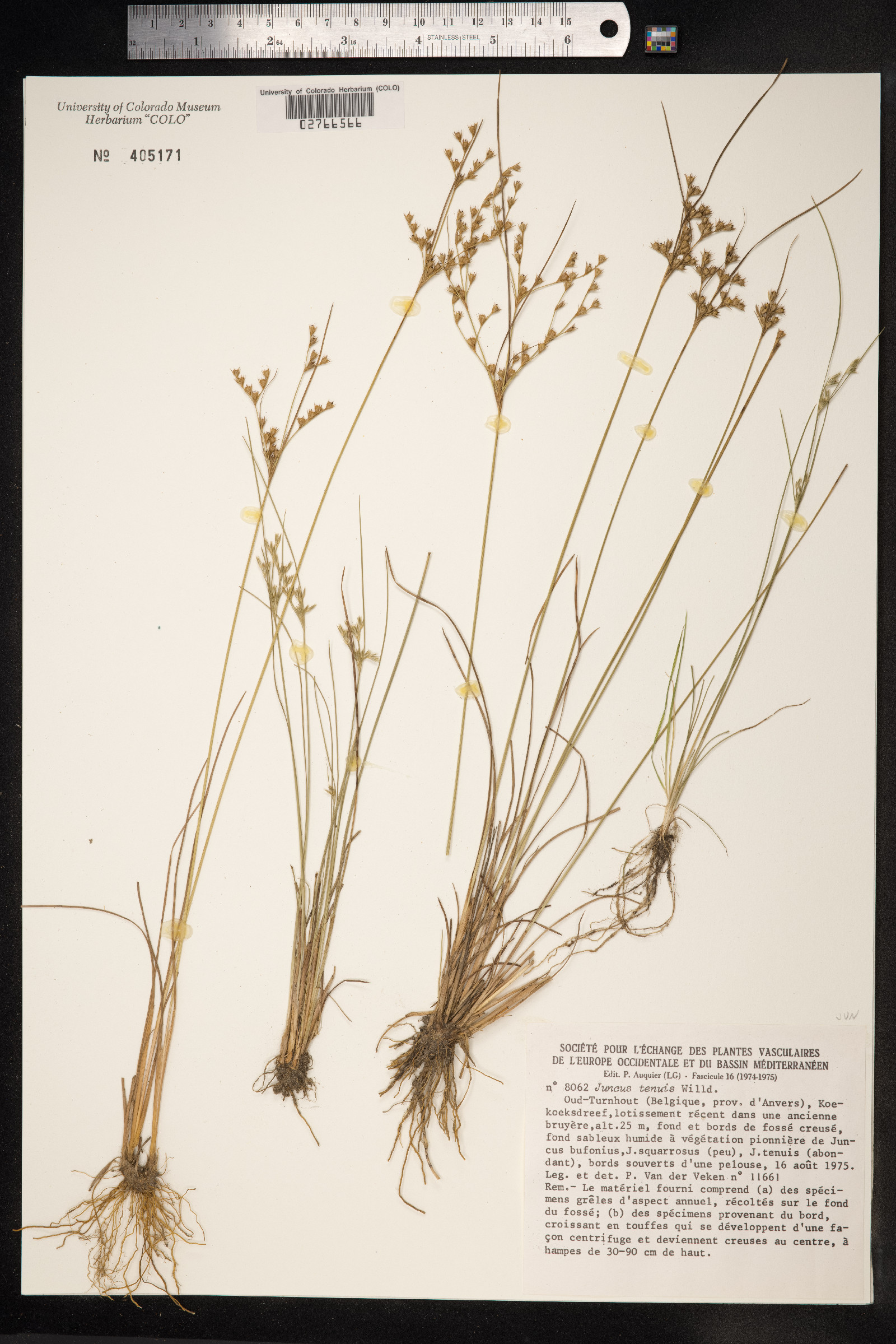 Juncus tenuis image