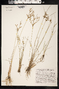 Juncus tenuis image