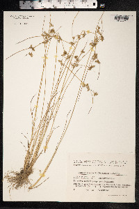 Juncus tenuis image