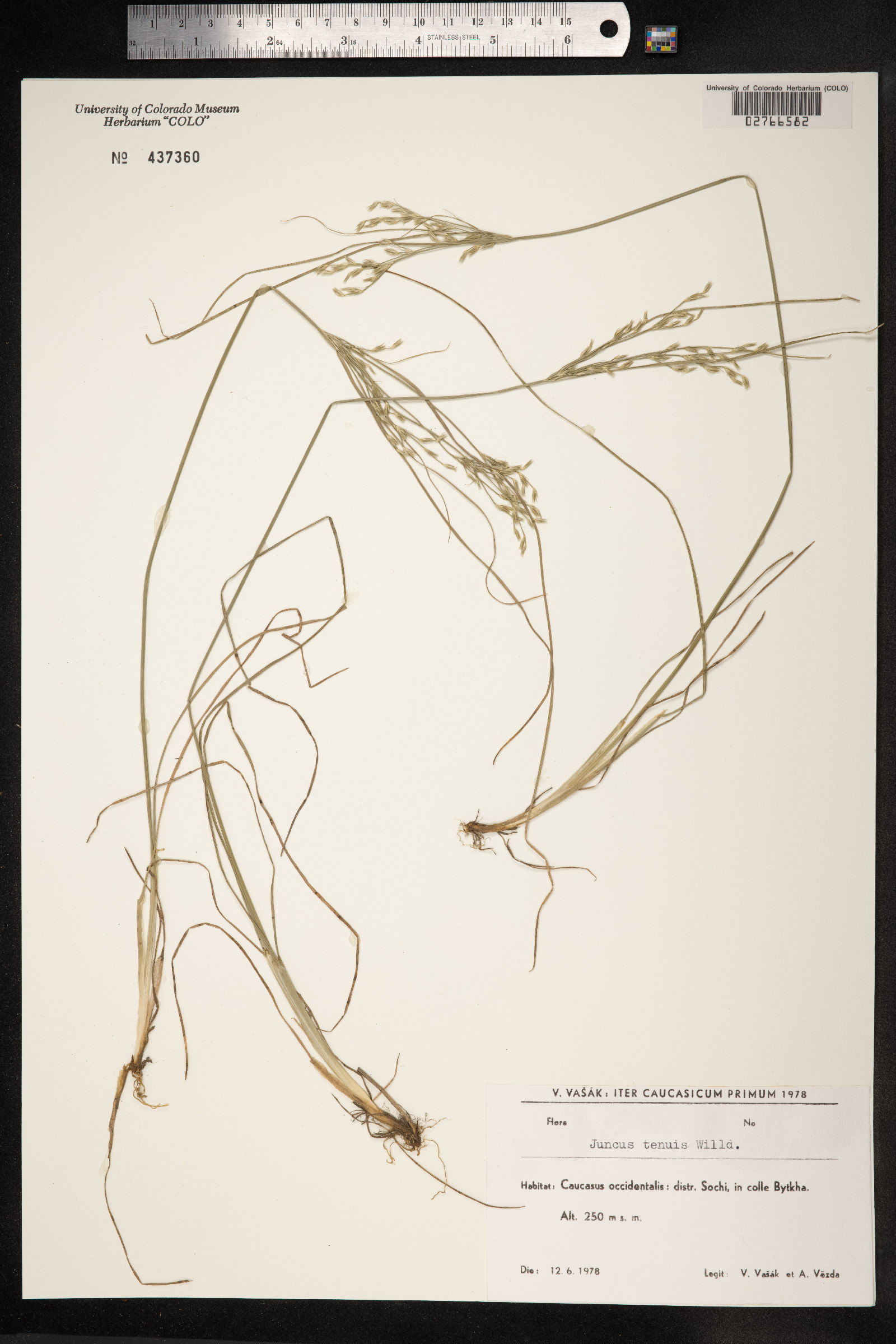 Juncus tenuis image