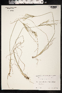 Juncus tenuis image