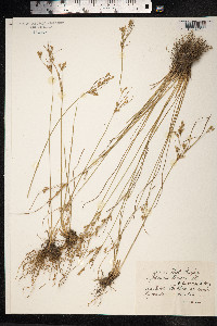 Juncus tenuis image