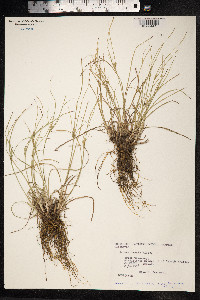 Juncus tenuis image