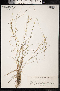 Juncus tenuis image