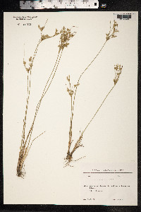 Juncus tenuis image