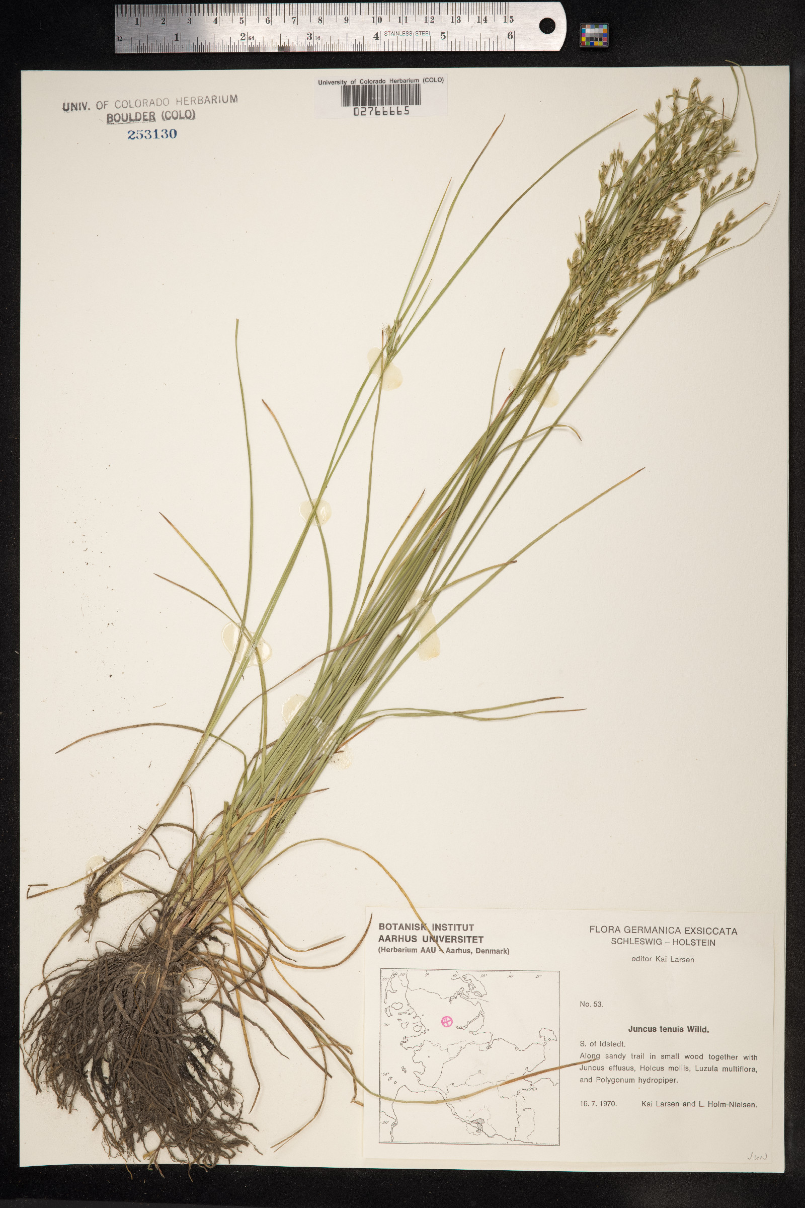 Juncus tenuis image