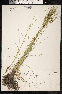 Juncus tenuis image