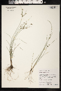 Juncus tenuis image