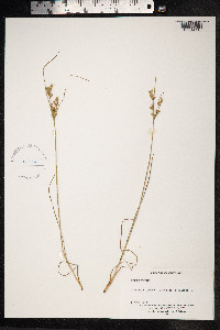 Juncus tenuis image