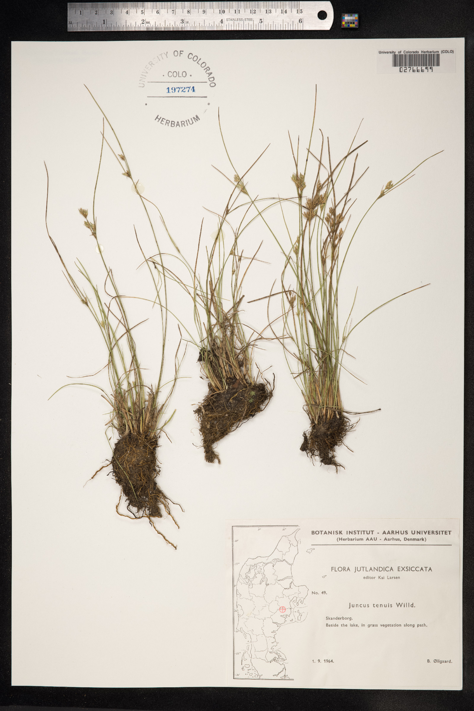 Juncus tenuis image