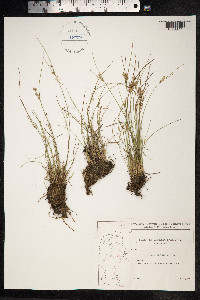 Juncus tenuis image