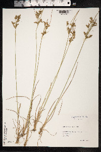 Juncus tenuis image