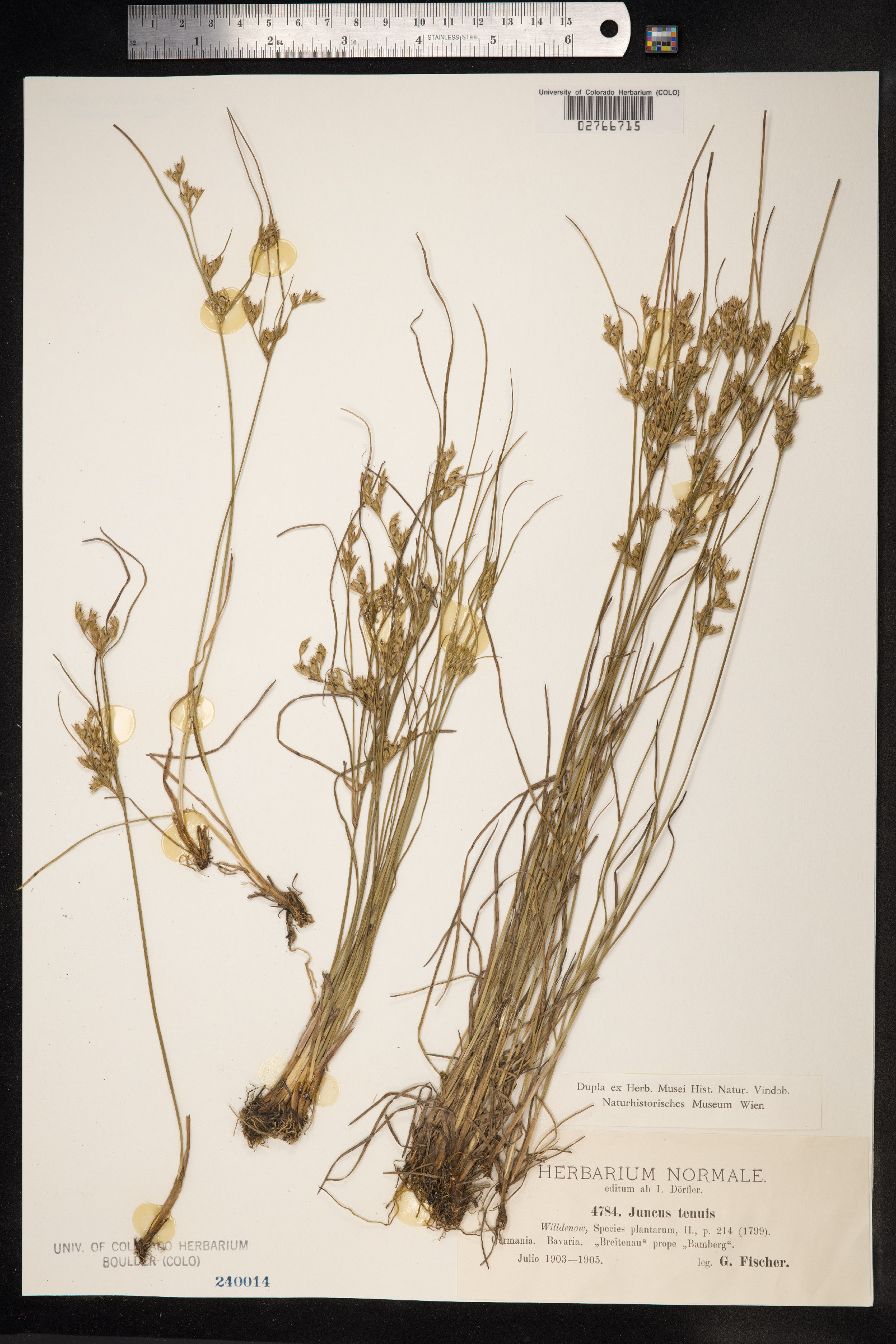 Juncus tenuis image