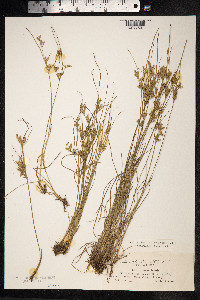 Juncus tenuis image