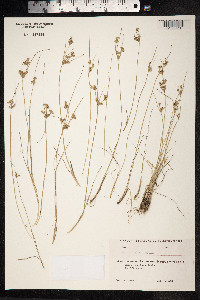 Juncus tenuis image