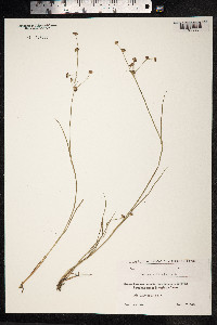 Juncus tenuis image