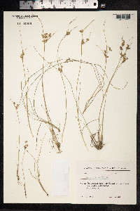 Juncus tenuis image