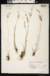 Juncus tenuis image