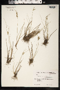 Juncus tenuis image