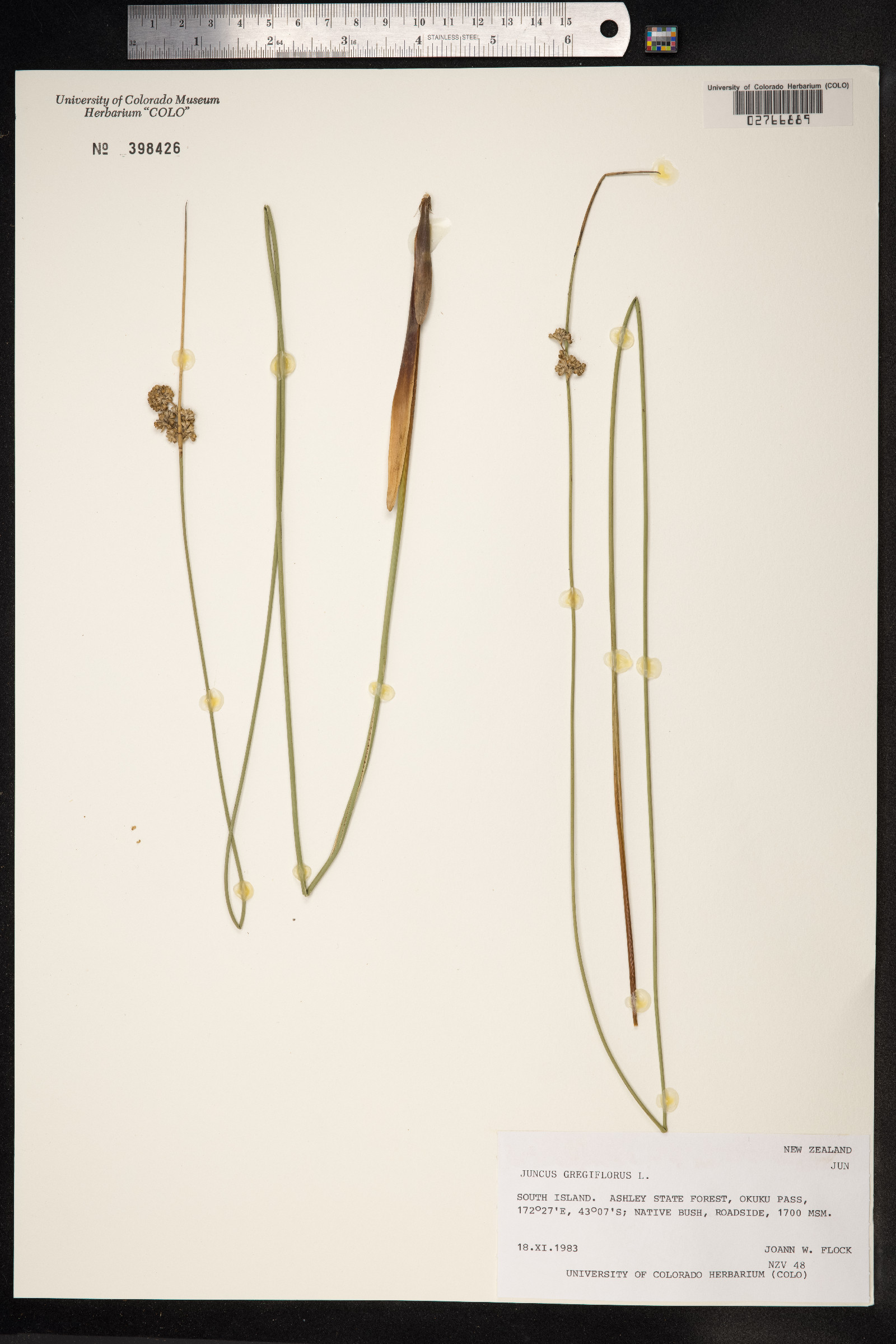 Juncus gregiflorus image