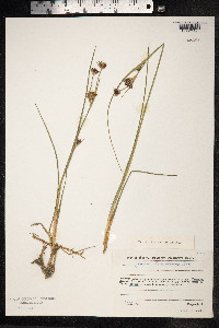 Juncus castaneus image