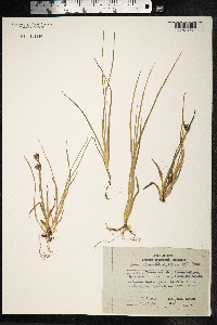Juncus castaneus image