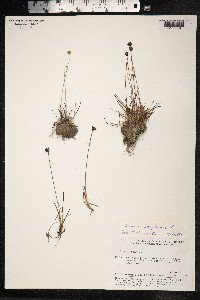 Juncus triglumis image