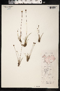 Juncus triglumis image