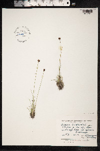 Juncus triglumis image