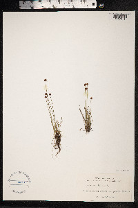 Juncus triglumis image
