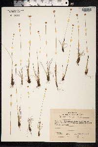 Juncus triglumis image