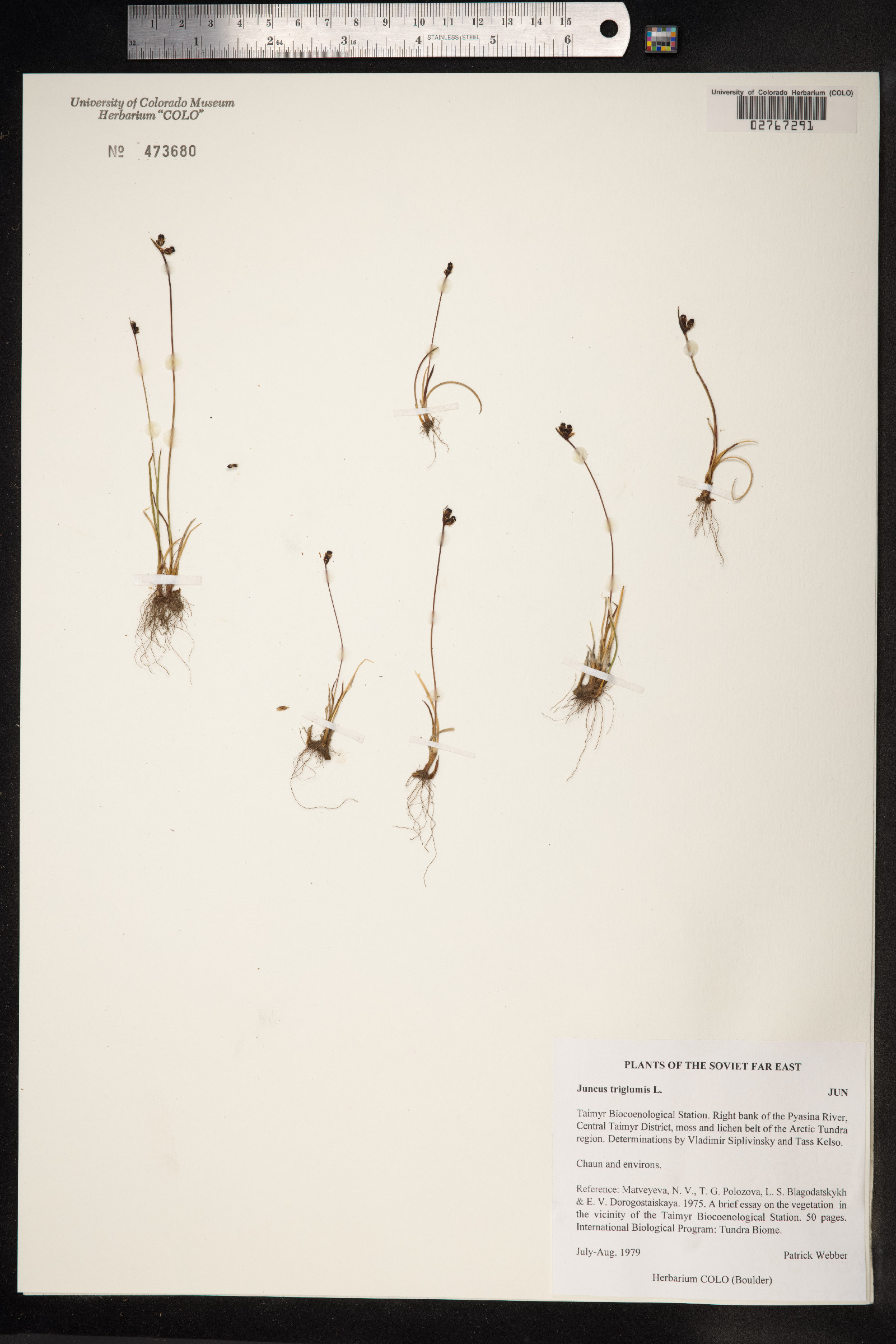 Juncus triglumis image