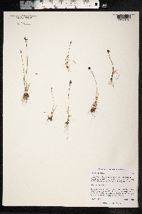 Juncus triglumis image