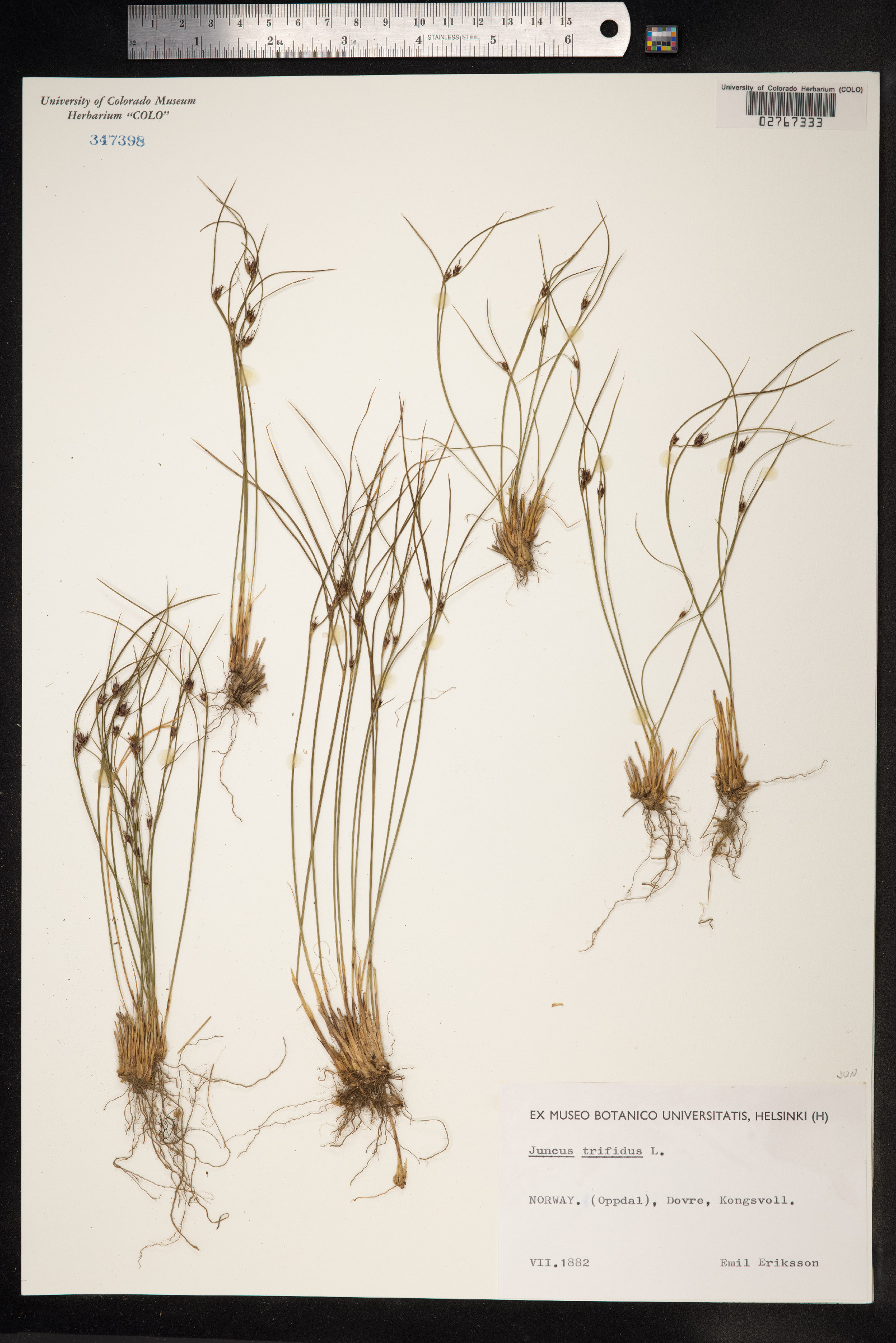 Juncus trifidus image
