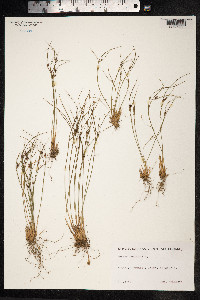 Juncus trifidus image