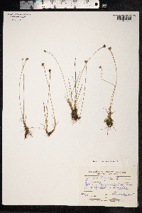 Juncus triglumis image