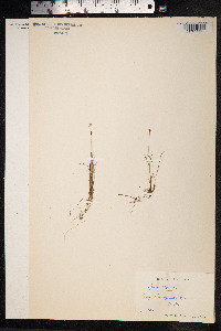 Juncus triglumis image