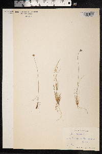 Juncus triglumis image